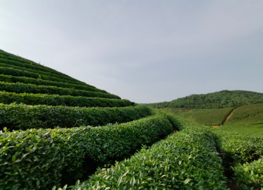 京西秘境|门头沟茶山生态茶园,企业春秋游治愈之旅